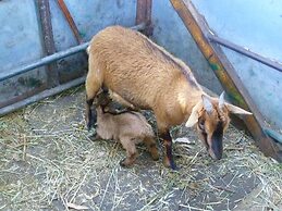 Agriturismo Agrifoglio