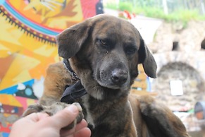 Supertramp Hostel Cusco