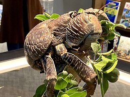 Guest House Asibina - Hostel