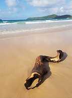 Hwan Dynasty Suite Elnido