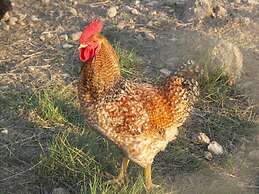 Domaine Saint Martin