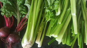 Salty Jackal Surf Camp