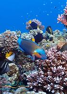 Boca Simon Vacation Curacao