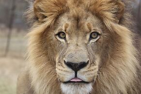 Kingfisher Creek Safari Lodge