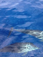 Maleo Moyo Seaside Resort