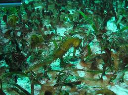 Bonita Oasis Beach Resort