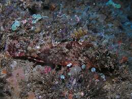 Bonita Oasis Beach Resort