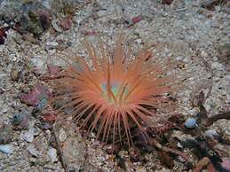 Bonita Oasis Beach Resort