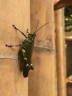 Mambembe Hostel - Ilha Grande