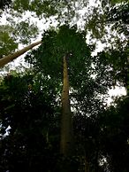 Carawirry Forest Escape