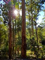 Carawirry Forest Escape