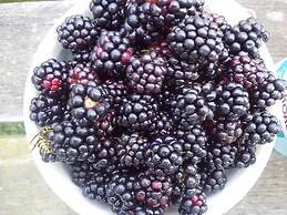 Kullabygdens Bed & Breakfast