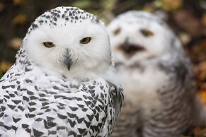 Ranua Resort Holiday Village