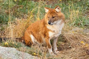 Ranua Resort Holiday Village