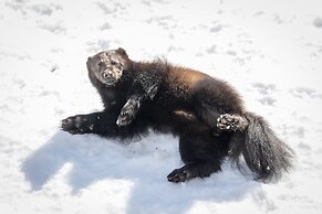 Ranua Resort Arctic Igloos