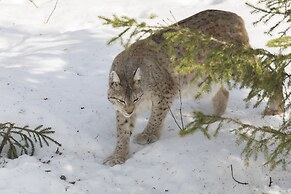 Ranua Resort Arctic Igloos