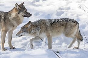 Ranua Resort Arctic Igloos