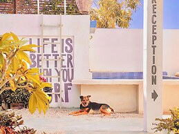 Hotel Perro Surfero Todos Santos