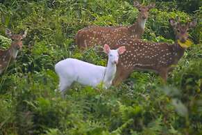 Chital Lodge