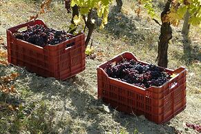 Tenuta Tenaglia
