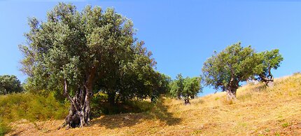 Agriturismo Vulcano