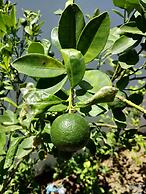 Villa Kalachuchi B&B