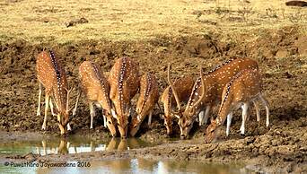 Back of Beyond Dune Camp - Yala