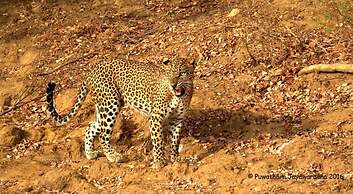 Back of Beyond Dune Camp - Yala