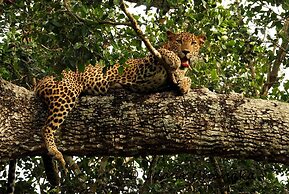 Back of Beyond Dune Camp - Yala