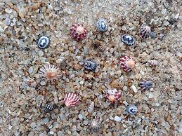 Back of Beyond Dune Camp - Yala