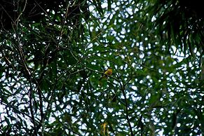 Tierra Guarani Lodge de Selva