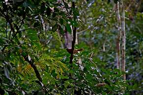 Tierra Guarani Lodge de Selva