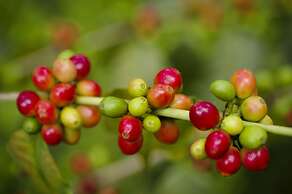 Rivertrees Country Inn