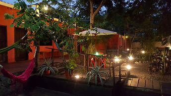 Galapagos Morning Glory