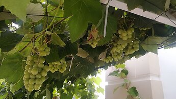 Daffodils Spice Court