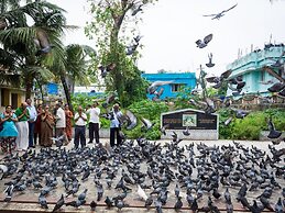 Daffodils Spice Court