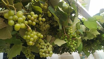 Daffodils Spice Court