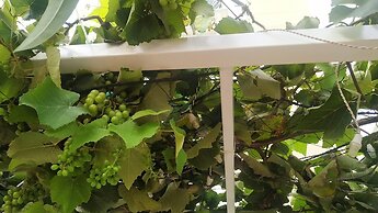 Daffodils Spice Court