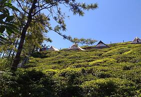 Janardan Tea Resort - Campsite