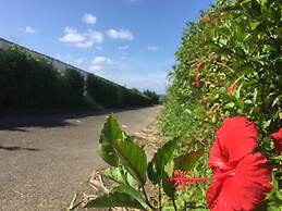 Matayoshi Coffee Farm