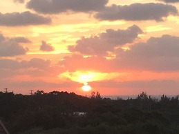 Matayoshi Coffee Farm