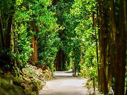 Matayoshi Coffee Farm