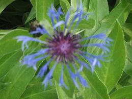 Martha's Vineyard Bed & Breakfast