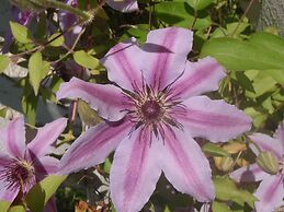 Martha's Vineyard Bed & Breakfast