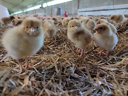 La Ferme Chauvet