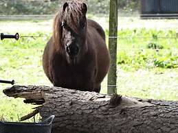 Une roulotte et des chevaux