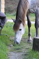 Une roulotte et des chevaux