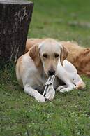 Une roulotte et des chevaux