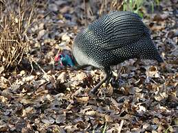 Wami River Bush Retreat - Kisampa