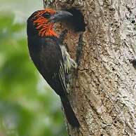 Wami River Bush Retreat - Kisampa